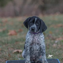 German Shorthaired Pointer and Vizsla Puppies from Nosam Kennels