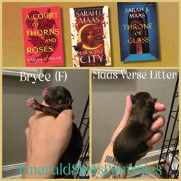 Bryce - Chocolate female Pomsky puppy in Sumter, South Carolina from Emerald Skies Pomskies