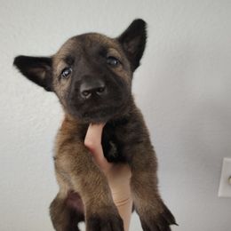 Boy 3 - Fawn sable male Belgian Malinois puppy in Marshall, Michigan from Dream K9