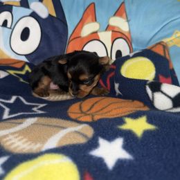 Boy 3 - Black and tan male Yorkshire Terrier puppy in Pomona, California from Lunio's Yorkies