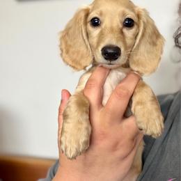 Butters READY TO GO - Cream male Dachshund puppy in Hornbeck, Louisiana from A&Z Mini Dachshunds