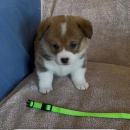 Girl 4 - Red female Pembroke Welsh Corgi puppy in Waxahachie, Texas from 4G Farms