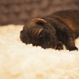 German Shepherd and Miniature American Shepherd Puppies from Sonnenhügel Shepherds