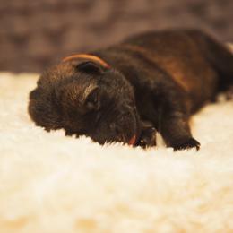 German Shepherd and Miniature American Shepherd Puppies from Sonnenhügel Shepherds