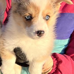 Sadie - White and black female Pembroke Welsh Corgi puppy in Rolla, Missouri from Chapman Corgis