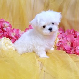 Gus - White male Maltese puppy in Fresno, California from Soua's Pups