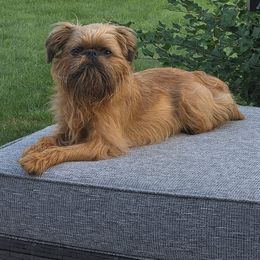 Brussels Griffon and Pug All Grown Up from South Ridge Brussels Griffons