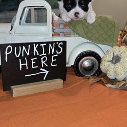 Boy 3 - Black and white male Chihuahua puppy in Lugoff, South Carolina from Cutie Pie Chihuahua's