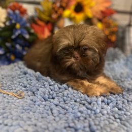 AKC Bella - Chocolate and tan female Shih Tzu puppy in Elgin, South Carolina from Silver Bells Paw Prints