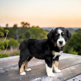 Onyx - Black tri-color male Australian Shepherd puppy in Statesville, North Carolina from Charming Australian Shepherds