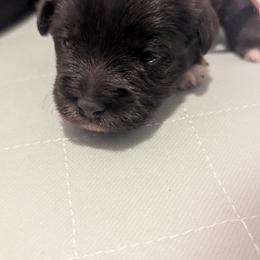 Girl 2 light pink collar - Liver female Miniature Schnauzer puppy in Eupora, Mississippi from Mississippi Mini Schnauzers