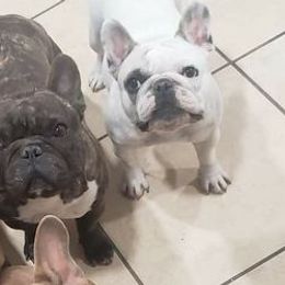 French Bulldogs from Chary's Elite Frenchies