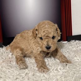 Razz - Apricot male Poodle puppy in Pueblo, Colorado from Going Poodles & Pet Services LLC