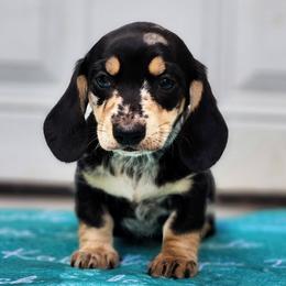 Trailmix - Dapple male Dachshund puppy in Mount Sherman, Kentucky from Kaleidoscope Dachshunds and Whippets