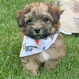 Teddy - Red sable male Havanese puppy in Draper, Utah from Peaks Pups & Cavachon Love Chocolate Cavaliers, Cavaliers, Cavachon’s, Cavapoos & Havanese