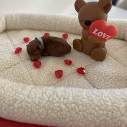 Teal blue - Red  male Poodle puppy in Bakersfield, California from Pups and Paws Toy Poodles