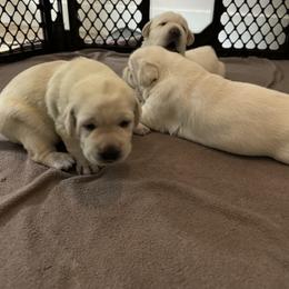Labrador Retriever Puppies from Kanaloa Labs