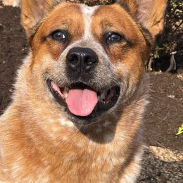 Australian Cattle Dogs and Northern Inuit Dogs from Ivy Heelers