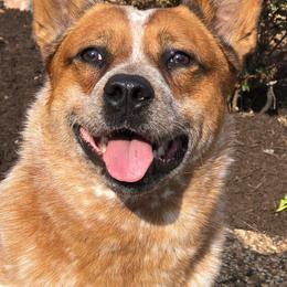 Australian Cattle Dogs and Northern Inuit Dogs from Ivy Heelers