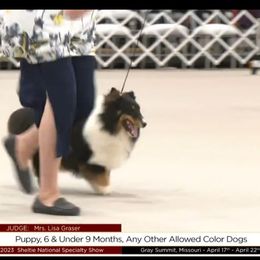 Ruggar - Shetland Sheepdog