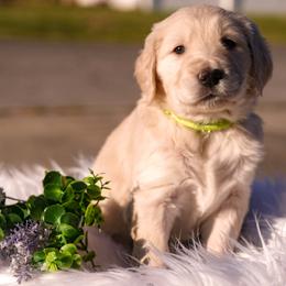 Gaia - Cream female Goldendoodle puppy in Portsmouth, Virginia from Hopping Howlers Ranch