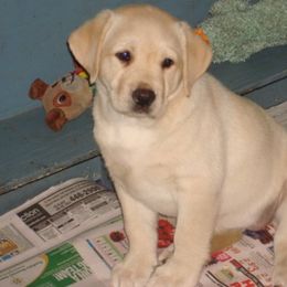 Labrador Retriever Puppies from Beach Bum Labradors