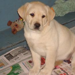 Labrador Retriever Puppies from Beach Bum Labradors