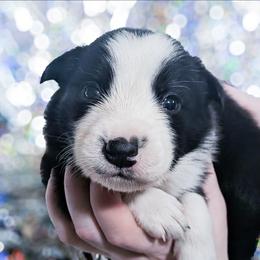 Cupid - Black and white male Border Collie puppy in Raccoon, Kentucky from Skyline Border Collies