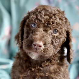 Carol - Brown female Poodle puppy in Grimsley, Tennessee from Above Standard Poodles