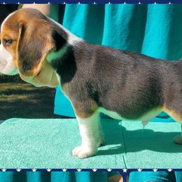 Beagles, Cardigan Welsh Corgis, and Pembroke Welsh Corgis from Nukee Beagles and Corgis