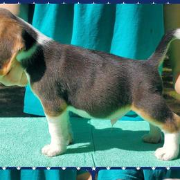 Beagles, Cardigan Welsh Corgis, and Pembroke Welsh Corgis from Nukee Beagles and Corgis