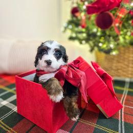 Gingersnap - Tri-color female Bernedoodle puppy in Russell Springs, Kentucky from 270 Doodles