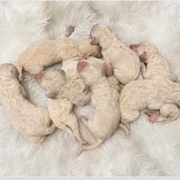 C - White male Poodle puppy in Greenwich, New York from MizzElle’s Standard Poodles