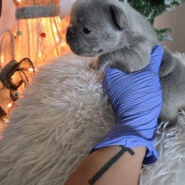 Pumpkin - Blue female French Bulldog puppy in Lubbock, Texas from West Texas Dachshunds LLC