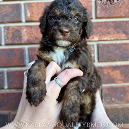 Olaf - Brown and white male Bernedoodle puppy in Owasso, Oklahoma from Kallams Bernedoodles & Bernese Mountain Dogs