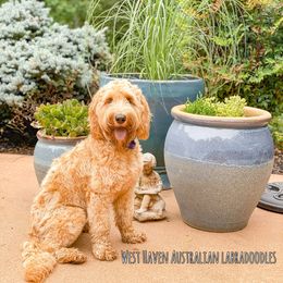 Australian Labradoodle All Grown Up from West Haven Australian Labradoodles