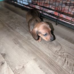 Sally - Sable female Dachshund puppy in Maynardville, Tennessee from J&M Southern Dachshunds