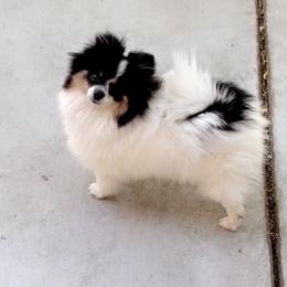 Millie - Pomeranian