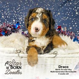 Draco - Gray Collar - Blue merle male Bernedoodle puppy in Jackson, Michigan from A Star is Born Doodles