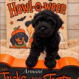 Lixira's Armani - Black male Poodle puppy in Sumter, South Carolina from Lixira Poodles LLC