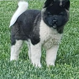 Akita Puppies from Magnolia Akitas