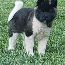 Akita Puppies from Magnolia Akitas
