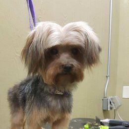 Scarlet - Yorkshire Terrier