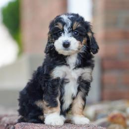 Iggy - Tri-color female Bernedoodle puppy in Dundee, Ohio from Down Home Doodle