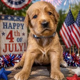 Sneezy- Gray - Apricot male Goldendoodle puppy in Bay City, Texas from Charming Doods Goldendoodles