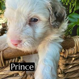 Prince - Red merle male Aussiedoodle puppy in Bakersfield, California from Annie's Aussies
