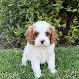 Ranger - Blenheim male Cavapoo puppy in Pasco, Washington from Columbia Basin Puppies
