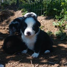 Juniper - Black & white female Australian Shepherd puppy in Sultan, Washington from Van Huitt Australian Shepherds