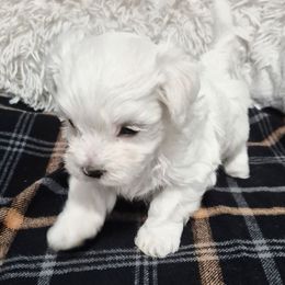 Buddy - White male Maltese puppy in Austin, Texas from Austin Maltese Babies