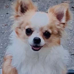 Gio - Red and white male Chihuahua puppy in Morrisville, North Carolina from Mozzafiato Chihuahuas